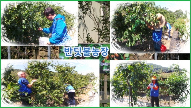사진1~4는 위원회 직원 등이 반딧불 농장에서 150여 그루의 대추나무에서 대추를 열심히 따고 있는 모습의 사진입니다.