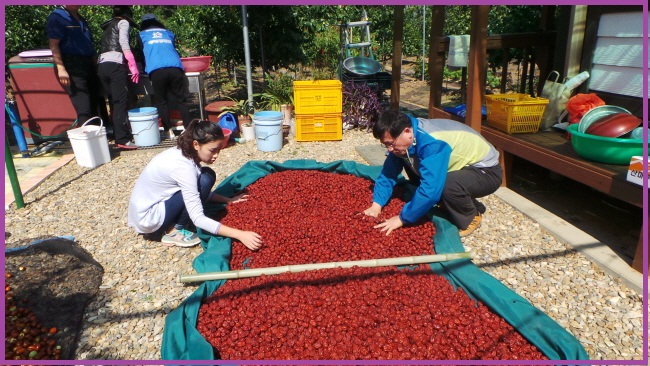 사진6은 선별된 대추를 뜨거운 가을 햇살에 건조하기 위하여 대추를 뒤집는 모습의 사진입니다.